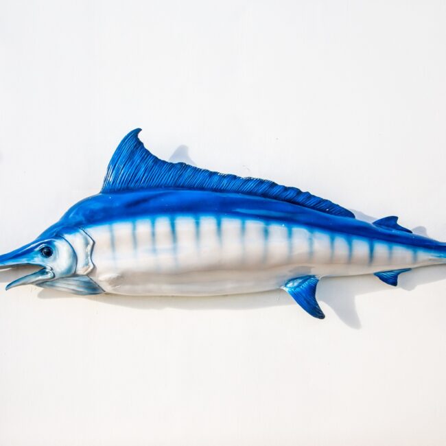 What is the Difference between Grouper and Mahi Mahi? Reel Fishing Guru