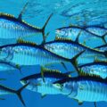 School of Yellowfin Tuna