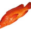 Strawberry Grouper