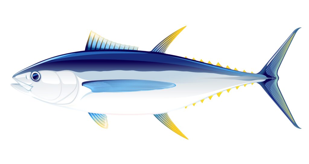 Bigeye Tuna