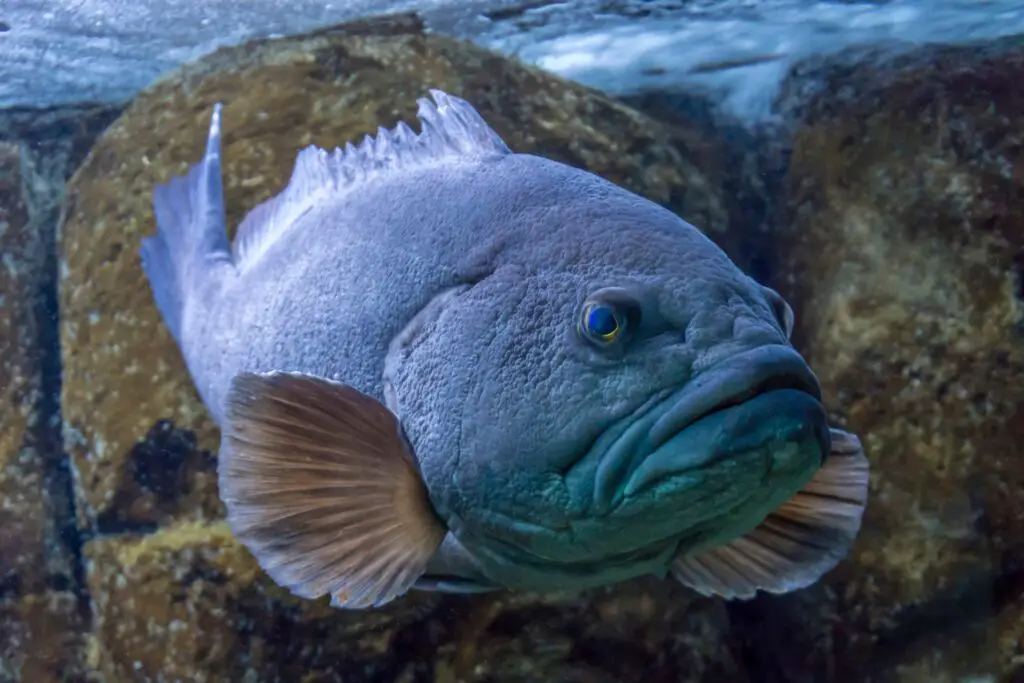 Closeup of Grouper