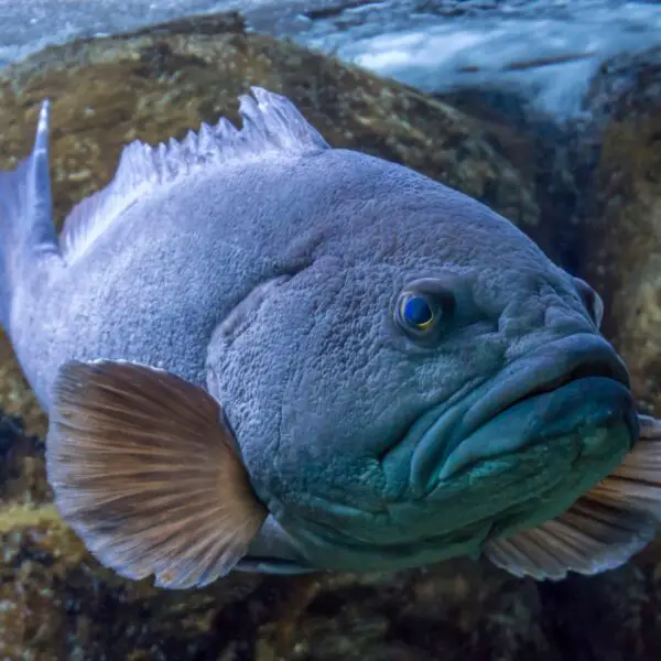 Closeup of Grouper