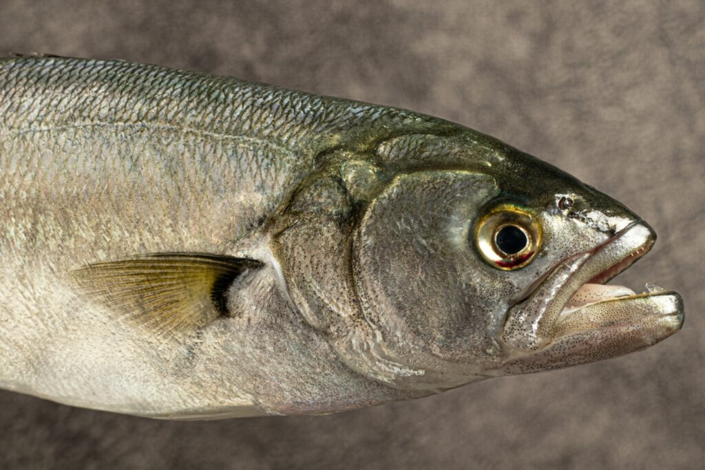 Closeup of a Bluefish