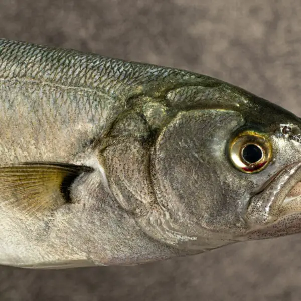 Closeup of a Bluefish