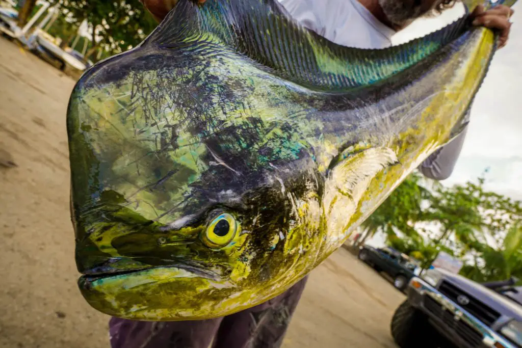 Freshly caught Mahi Mahi