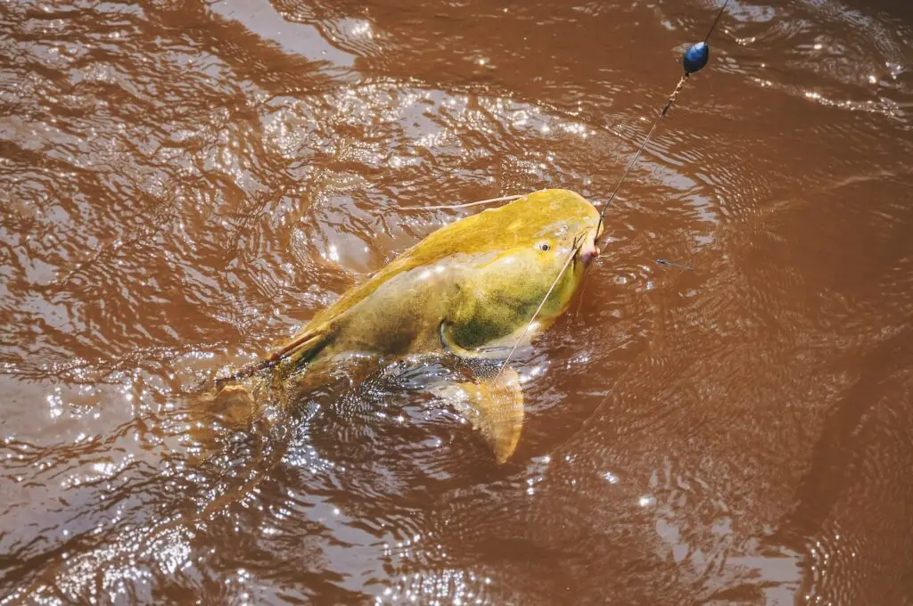 Gilded Catfish, also called Jau