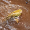 Gilded Catfish, also called Jau