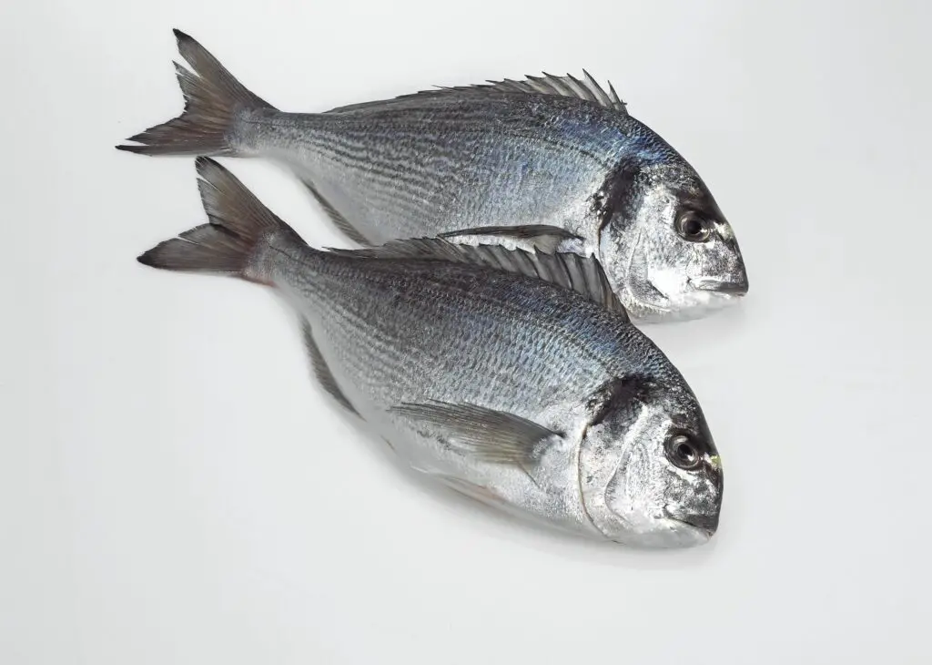 Gilthead Bream