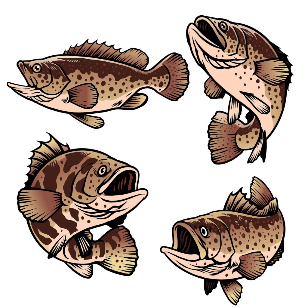 Grouper Illustration