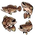 Grouper Illustration