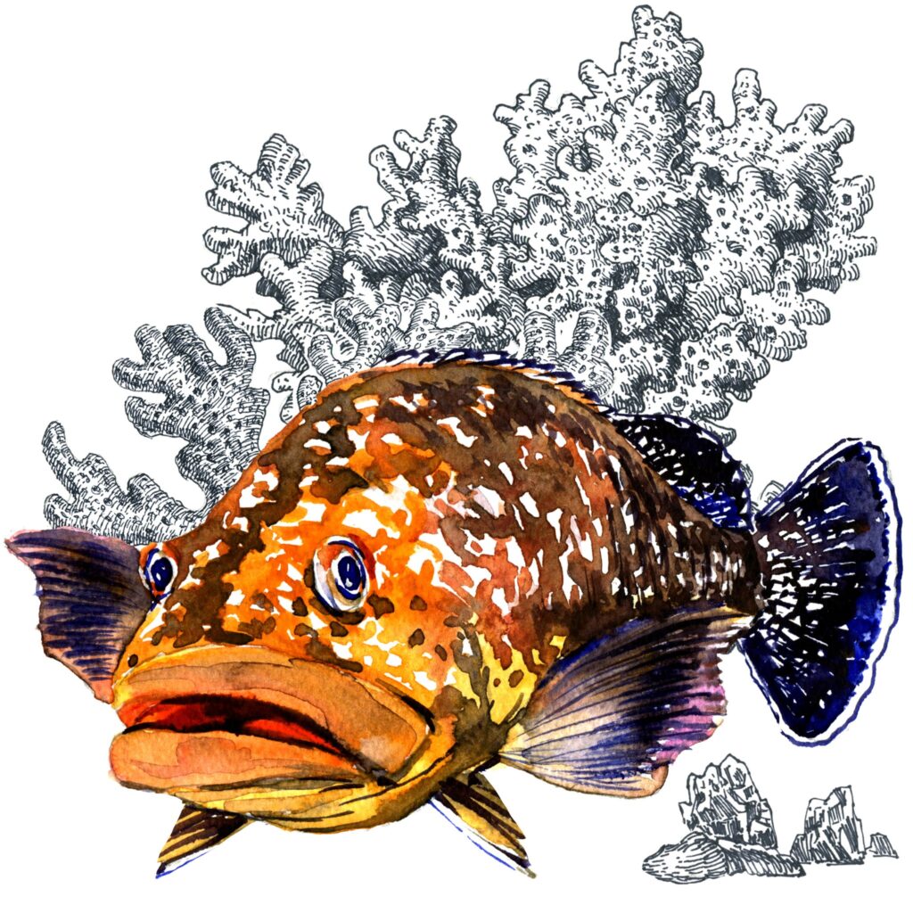 Grouper illustration