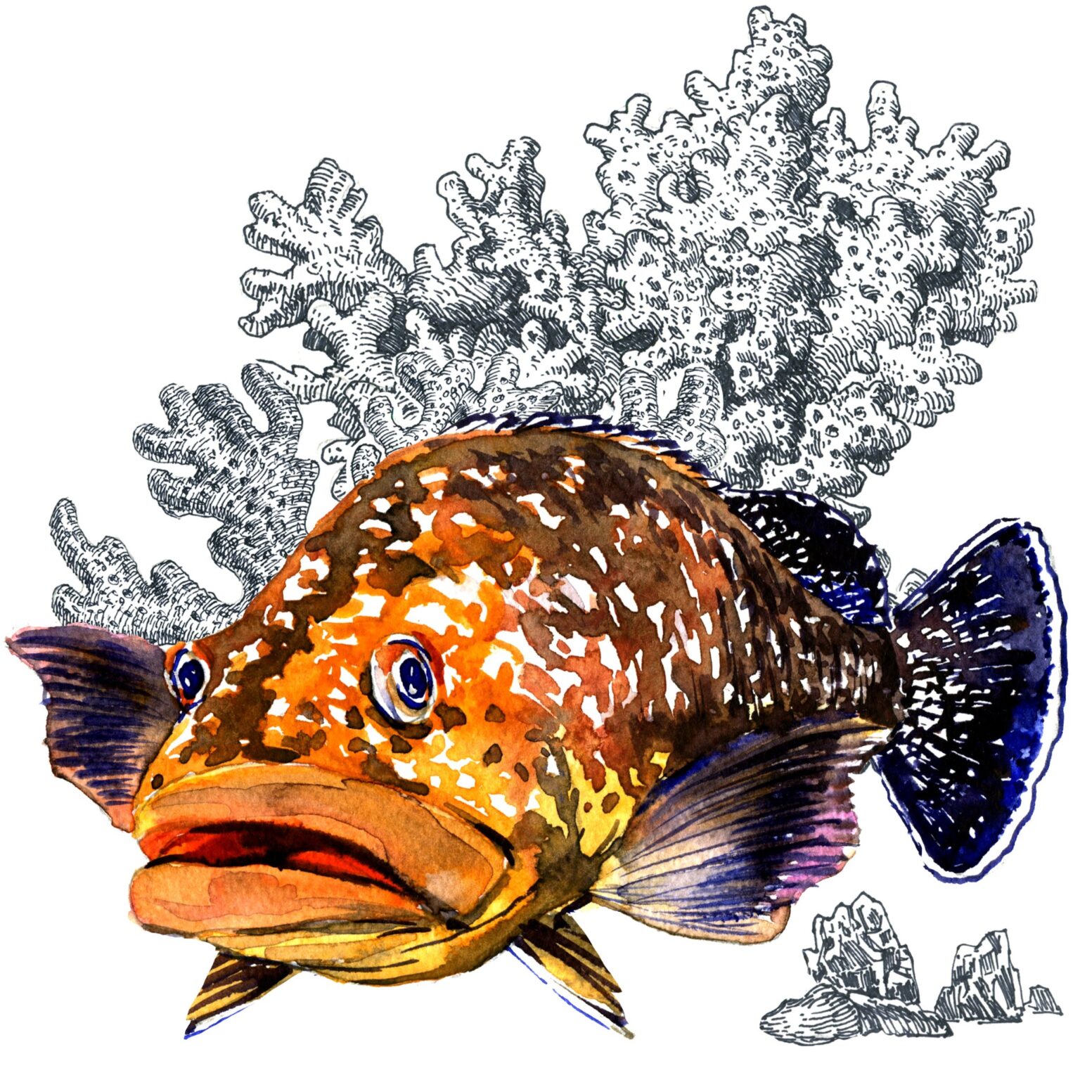Unlock The Secrets: The Real Difference Between Snapper And Grouper Taste - py1lnid