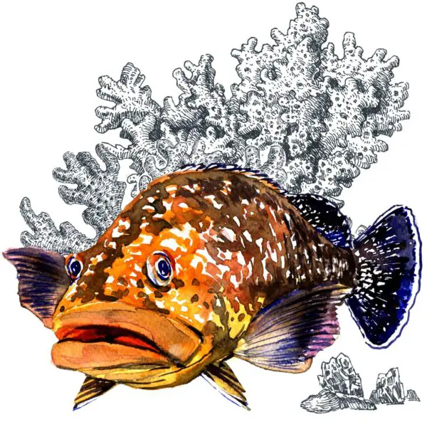 Grouper illustration