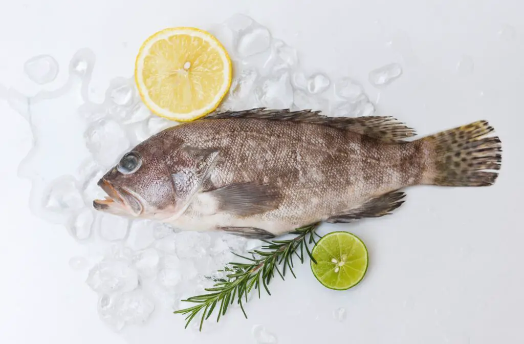 Grouper on ice