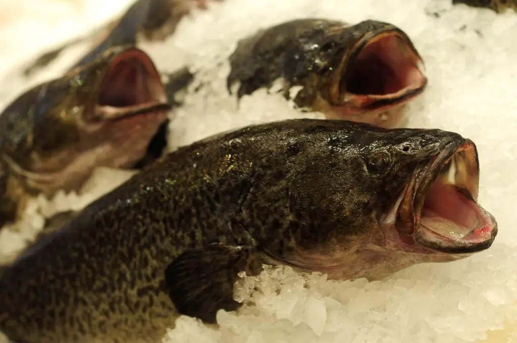 Murray Cod on ice