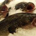 Murray Cod on ice