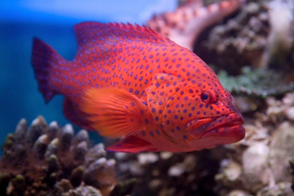 Red Coral grouper