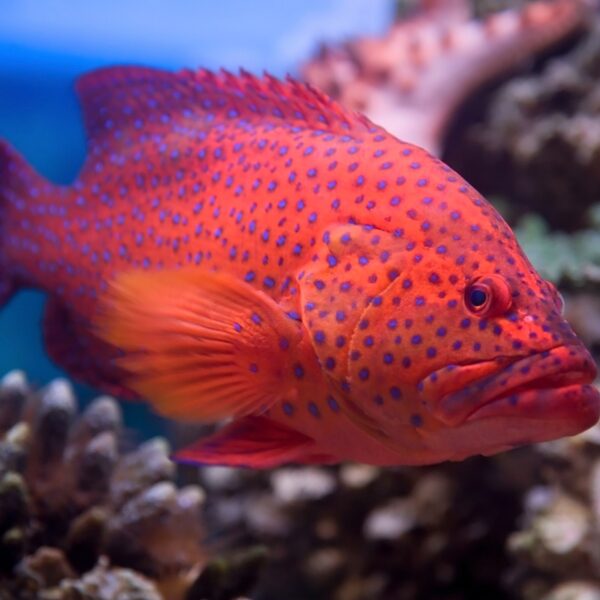 Red Coral grouper