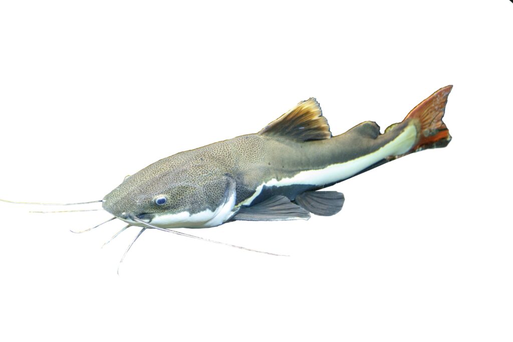 Red tailed catfish