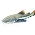 Red tailed catfish