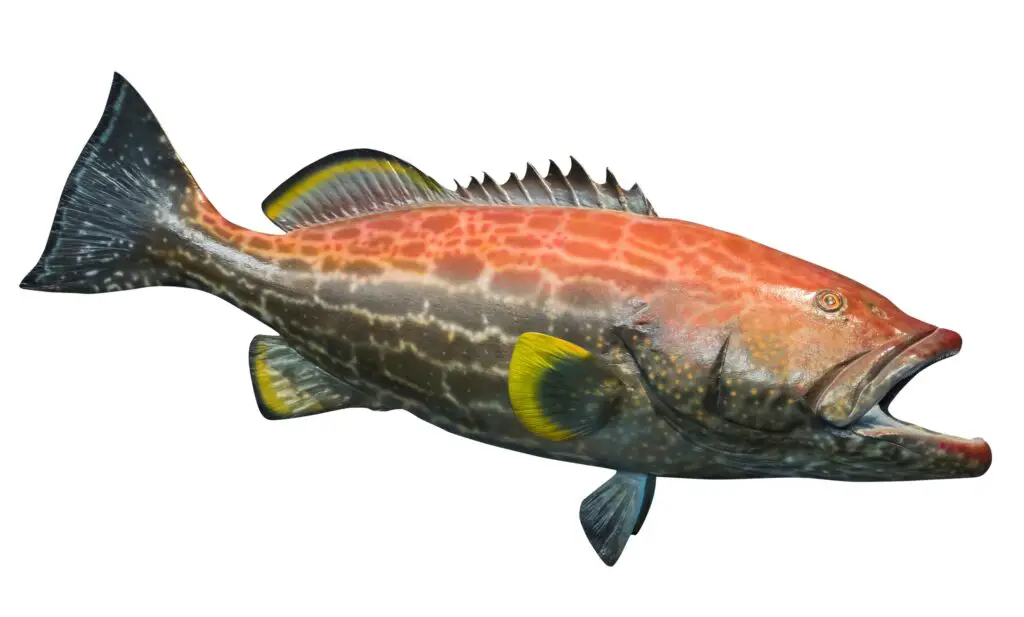 Yellowfin Grouper