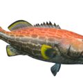 Yellowfin Grouper