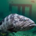 Brown Marbled Grouper