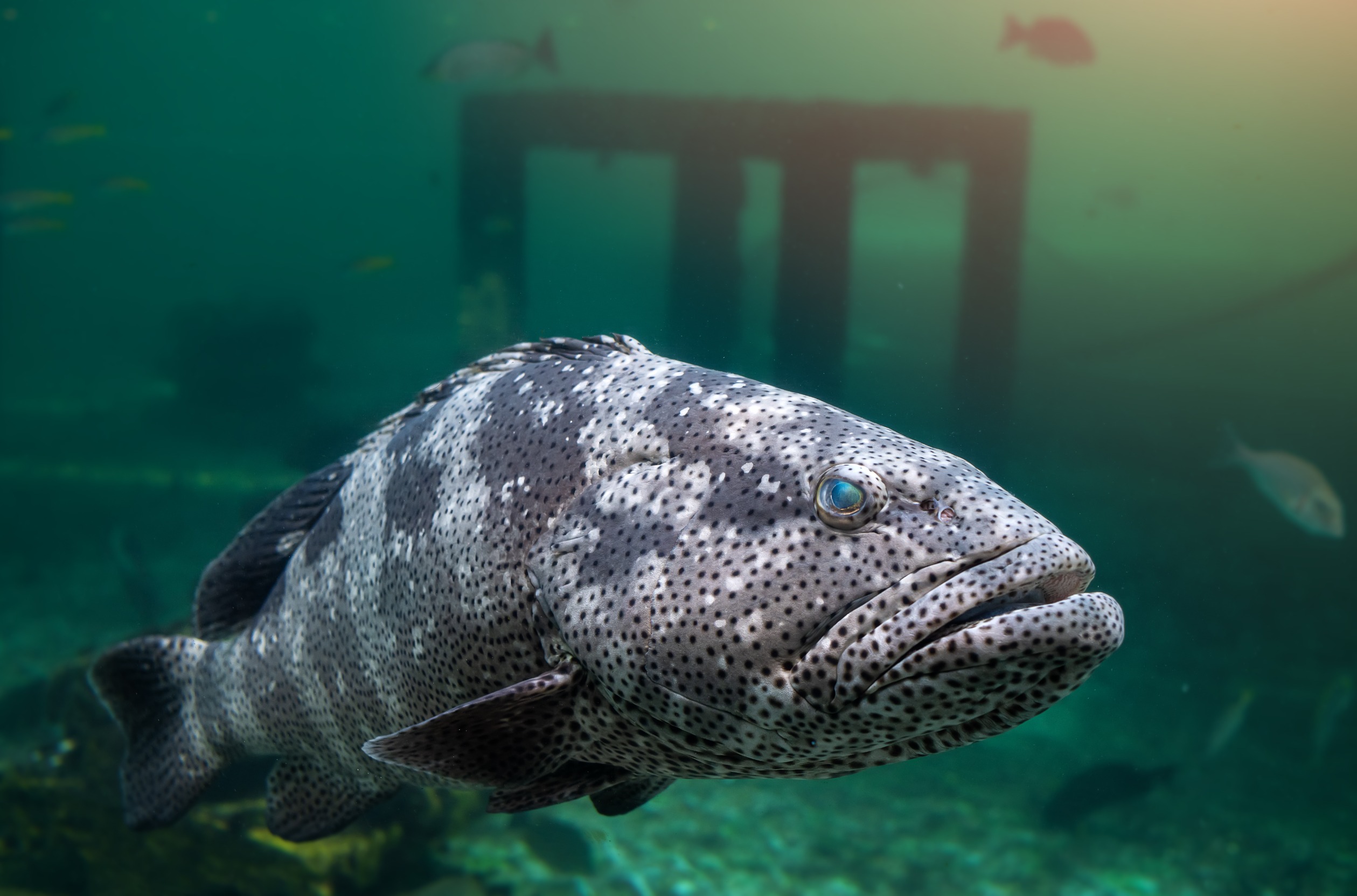 Brown Marbled Grouper