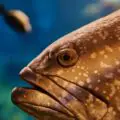 Close up of Grouper