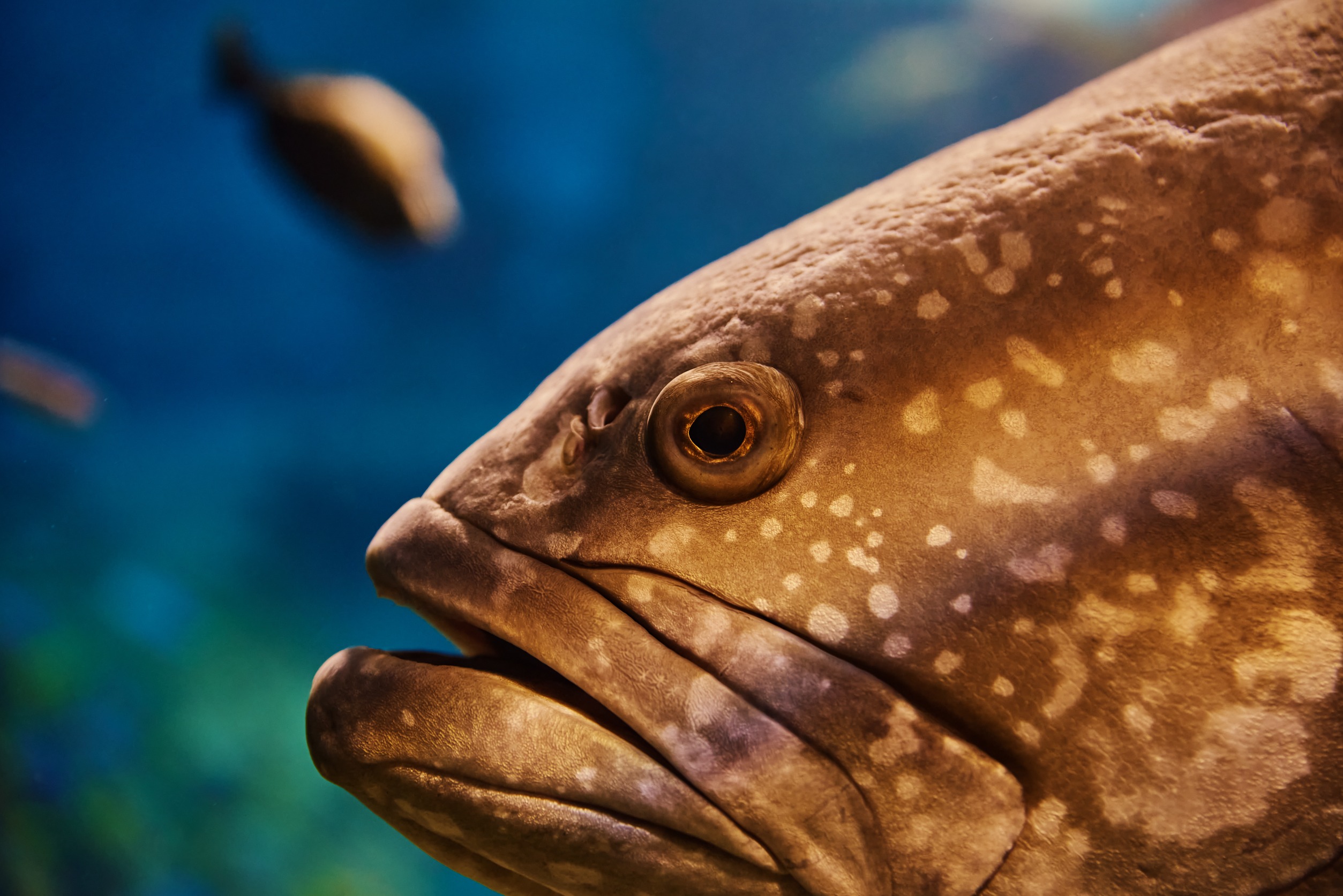 Close up of Grouper