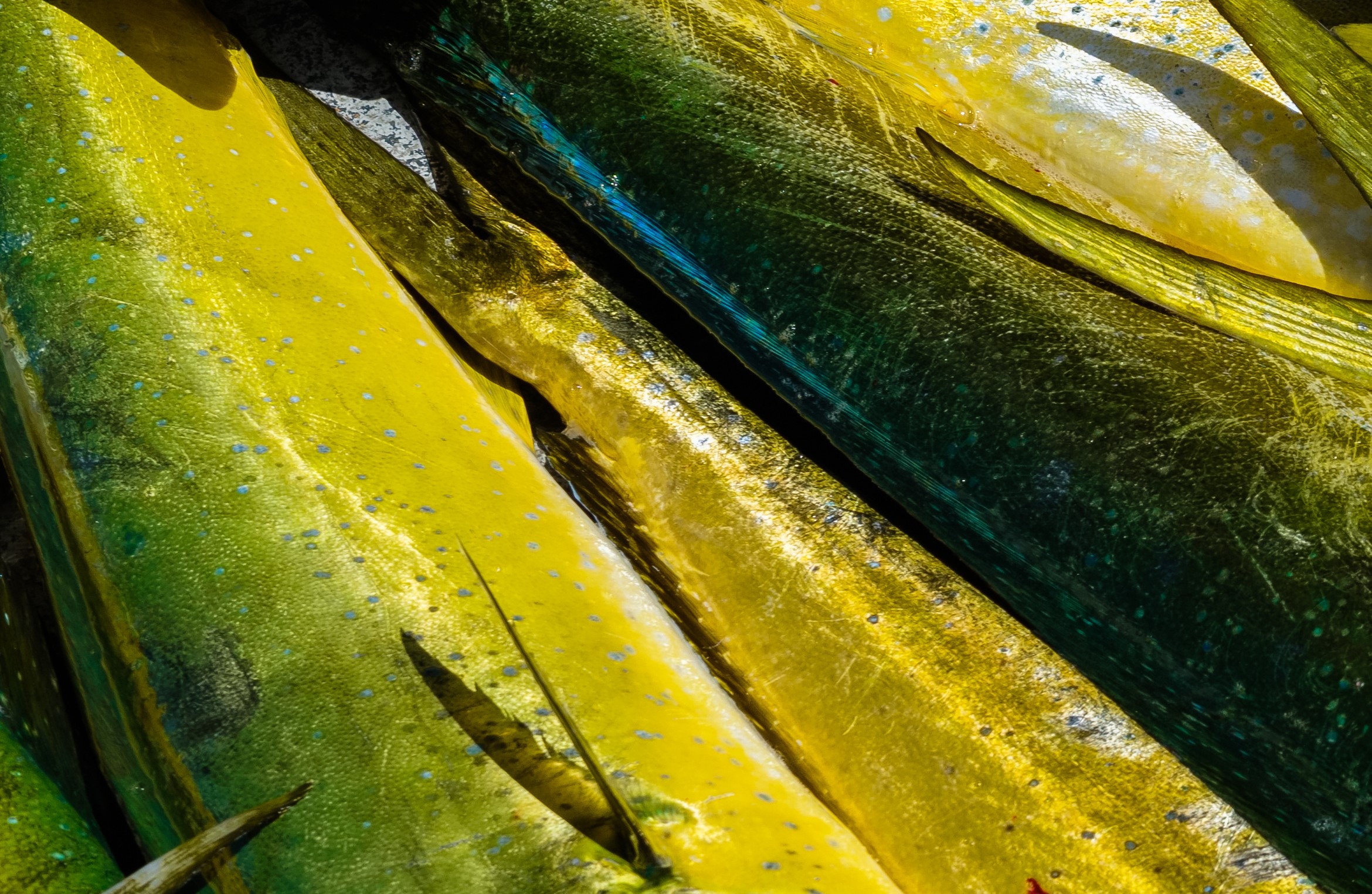 Closeup of Mahi Mahi Scales