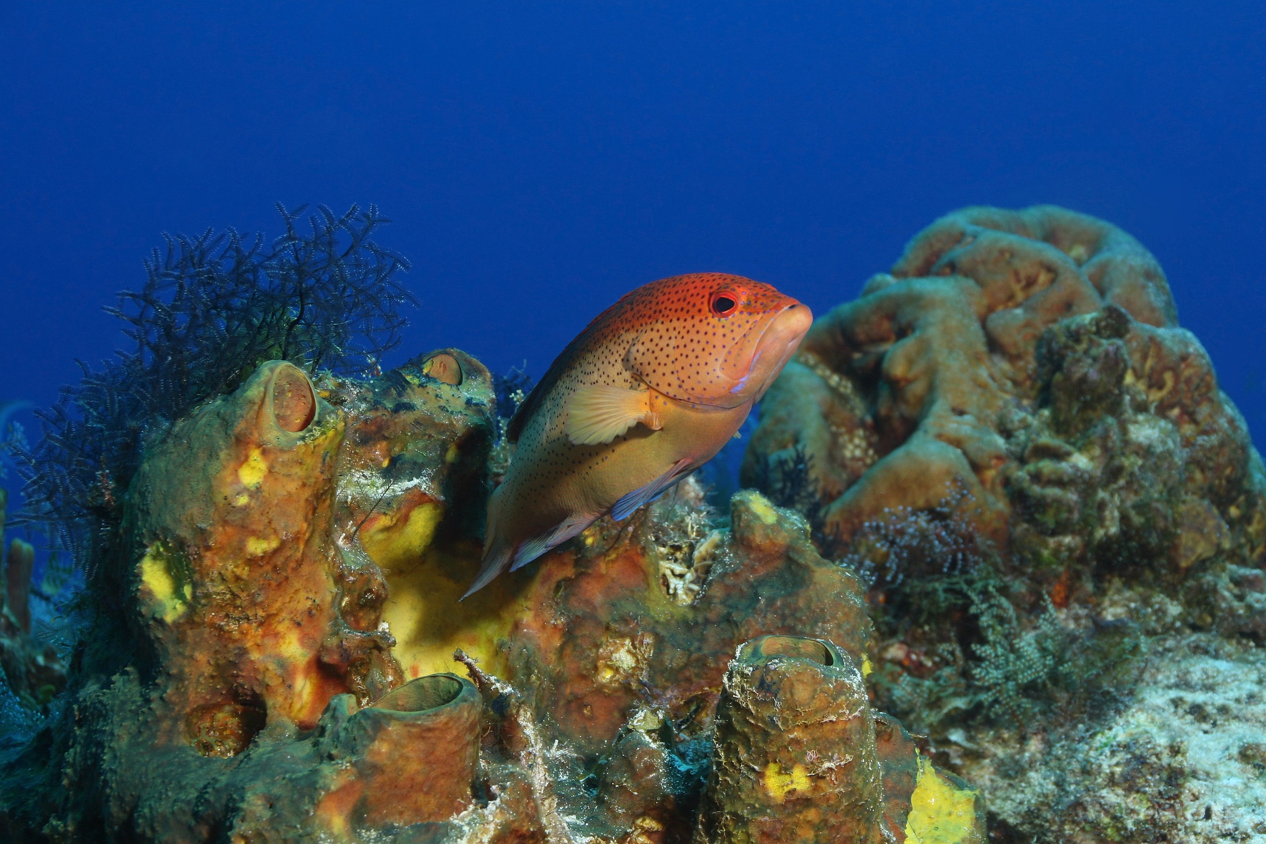 Coney Grouper in Mexico