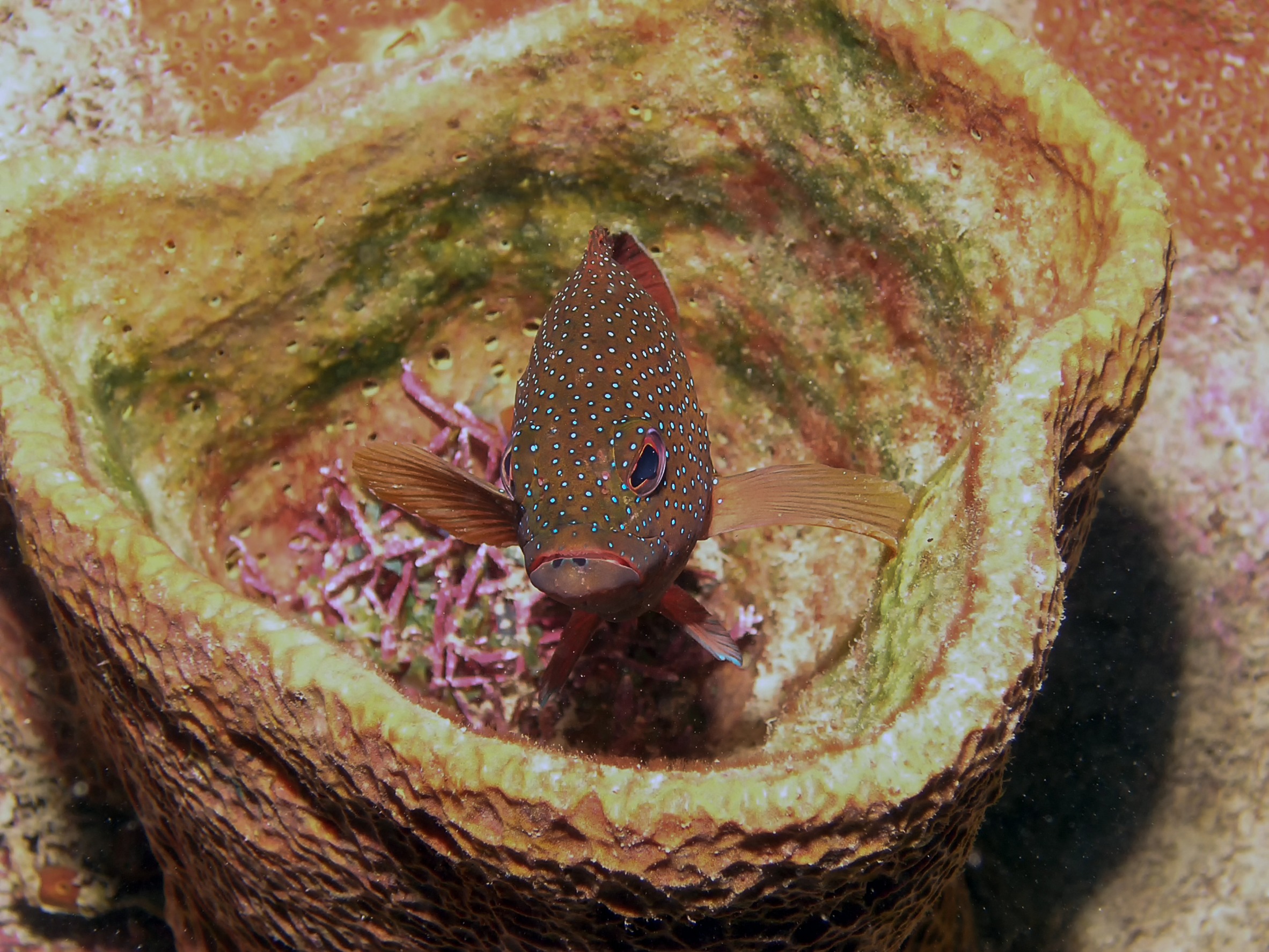 Coney Grouper in a reef