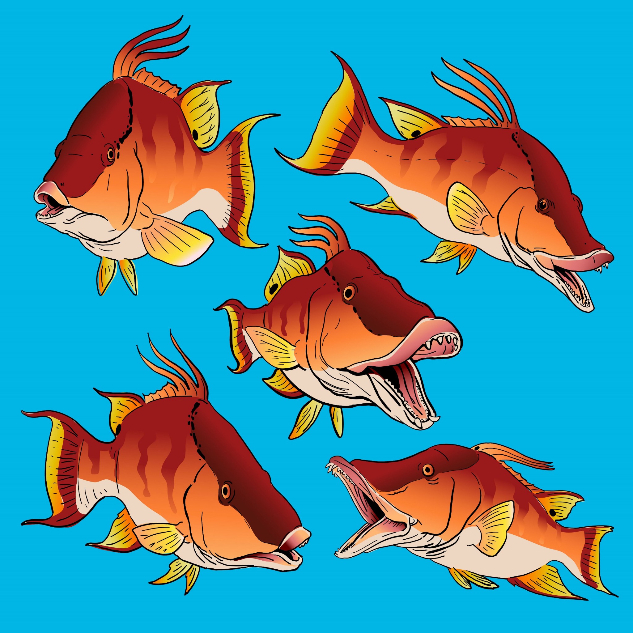 Hogfish