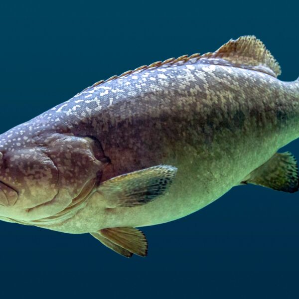 Large grouper