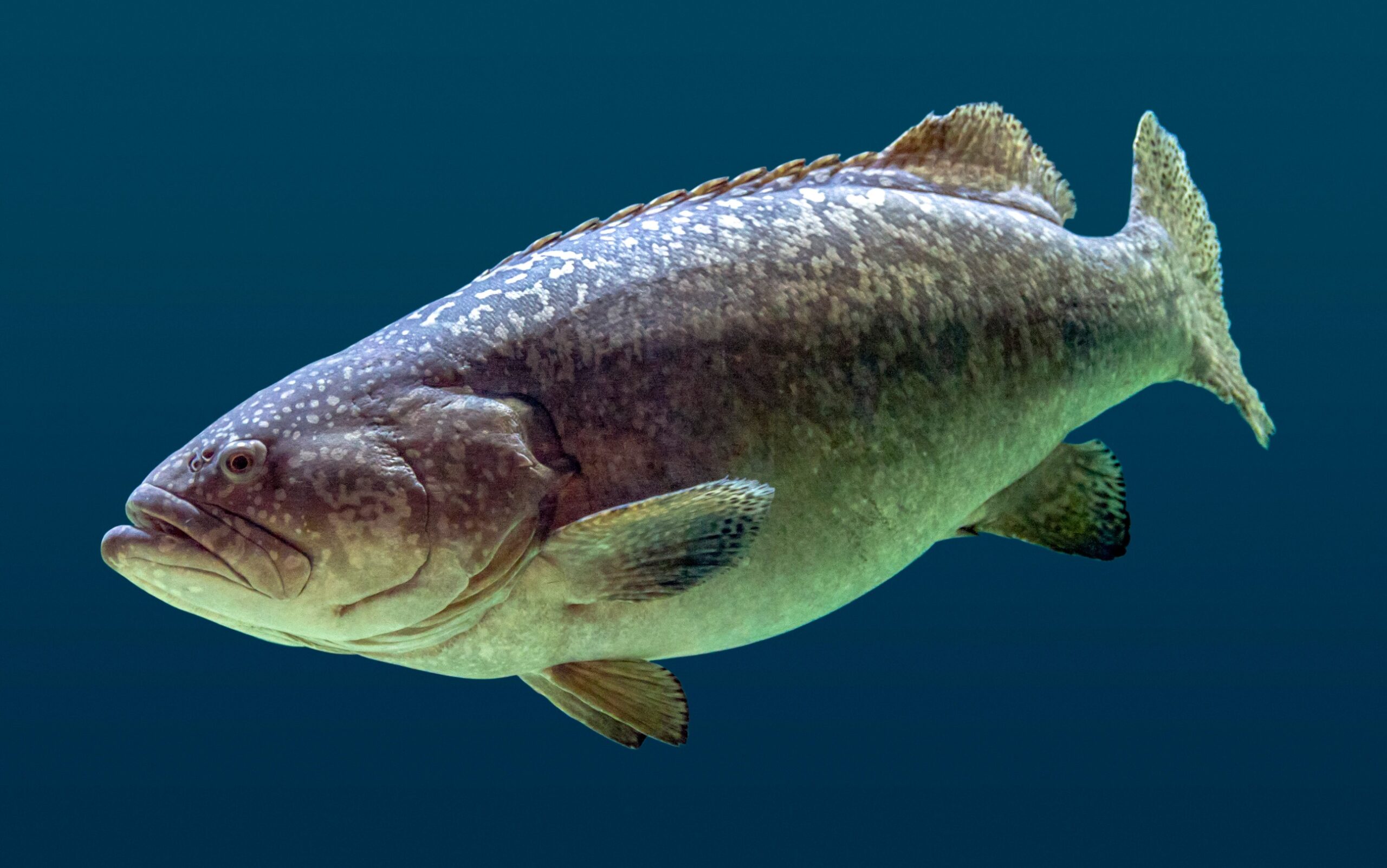 Large grouper