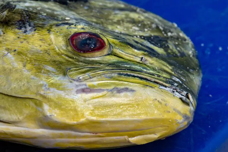 Mahi Mahi close up of mouth