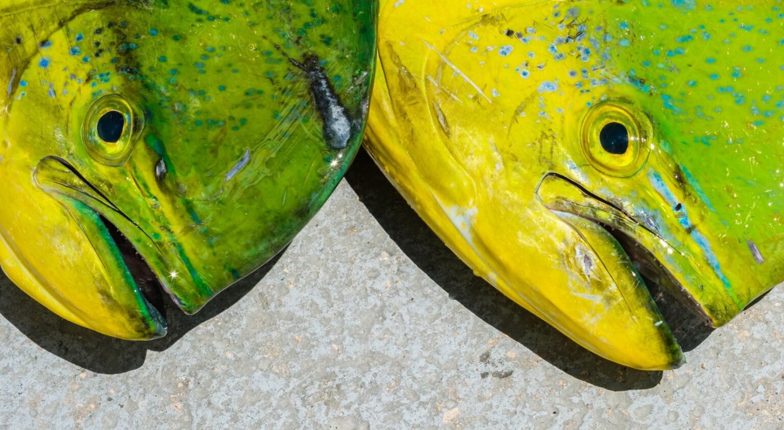 Do Mahi Mahi Have Teeth? Reel Fishing Guru