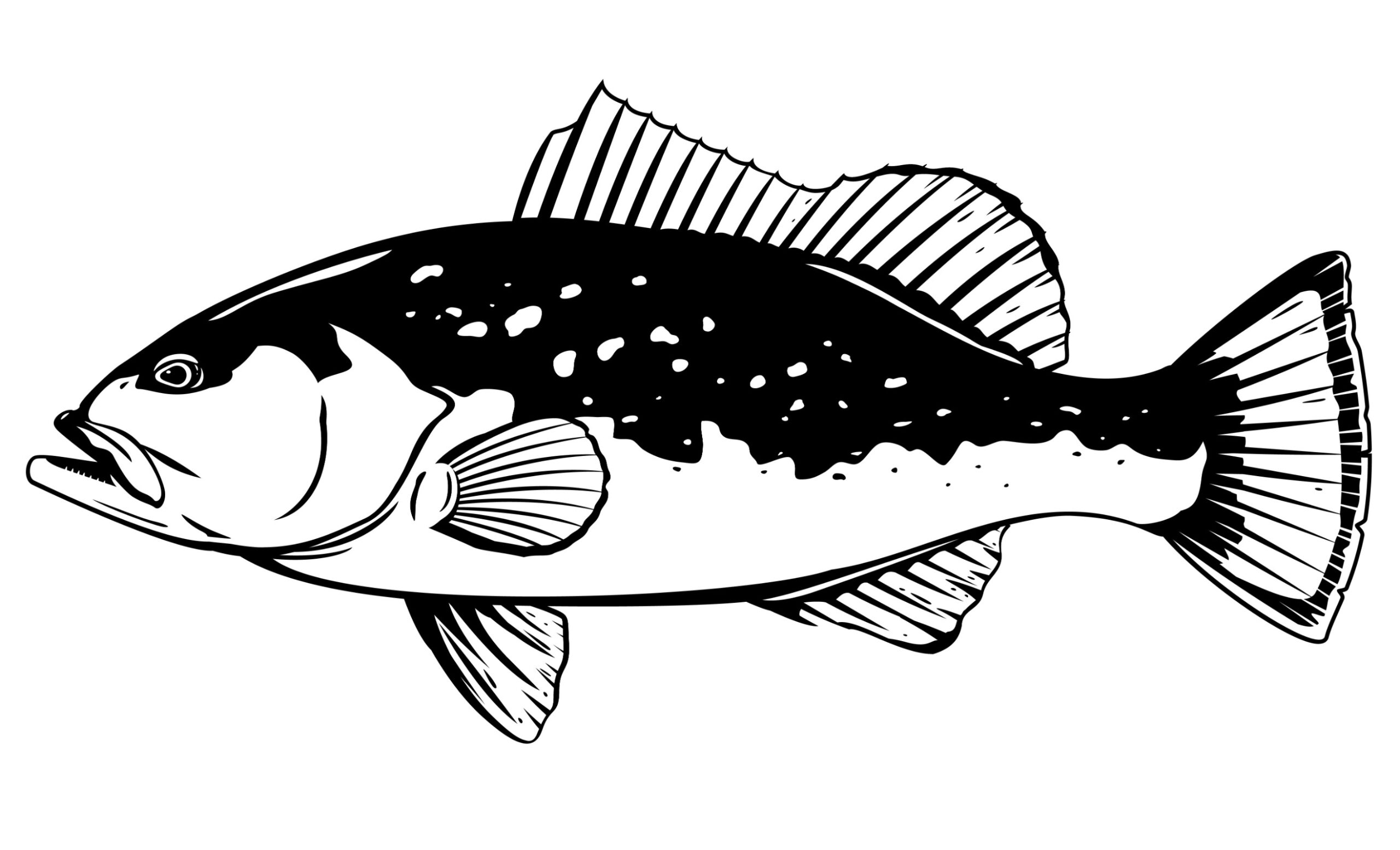 Red Grouper illustration