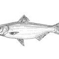 Skipjack herring, or skipjack shad