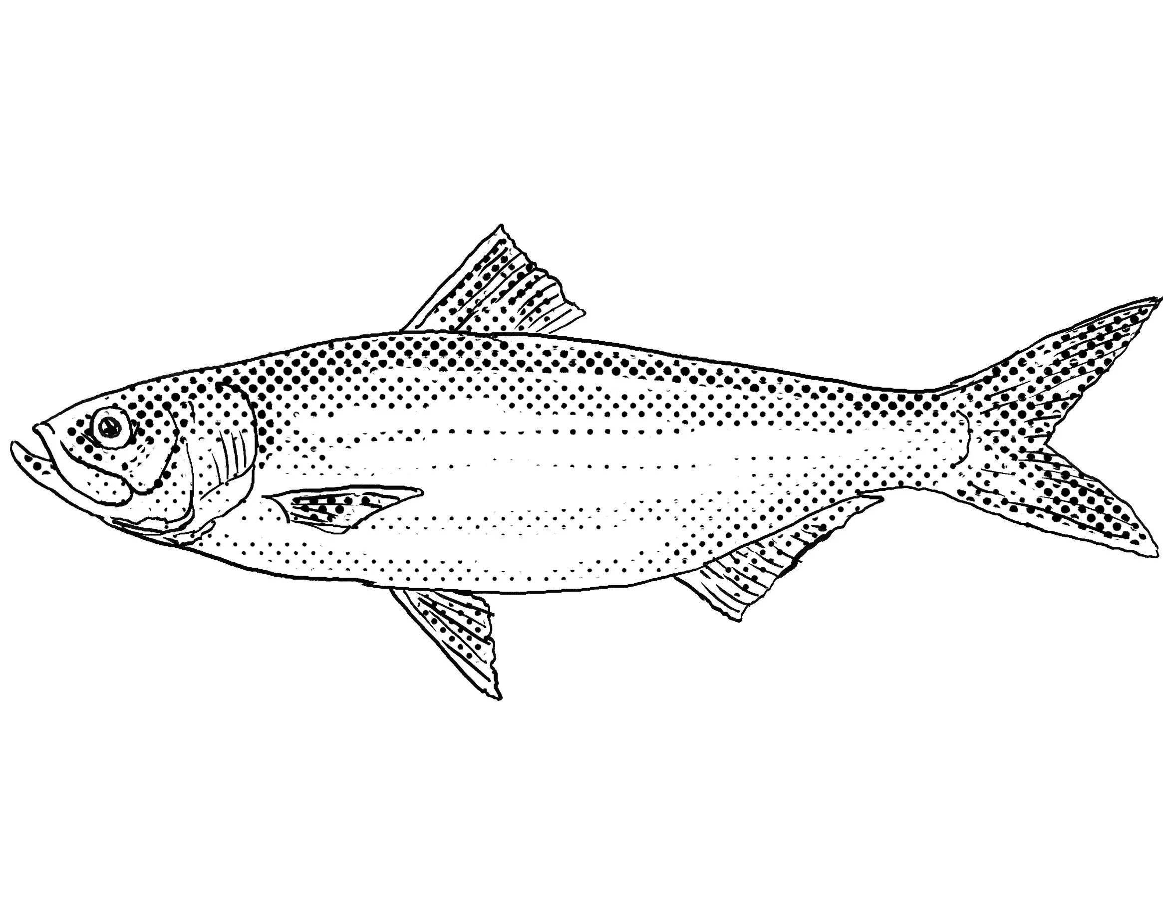 Skipjack herring, or skipjack shad
