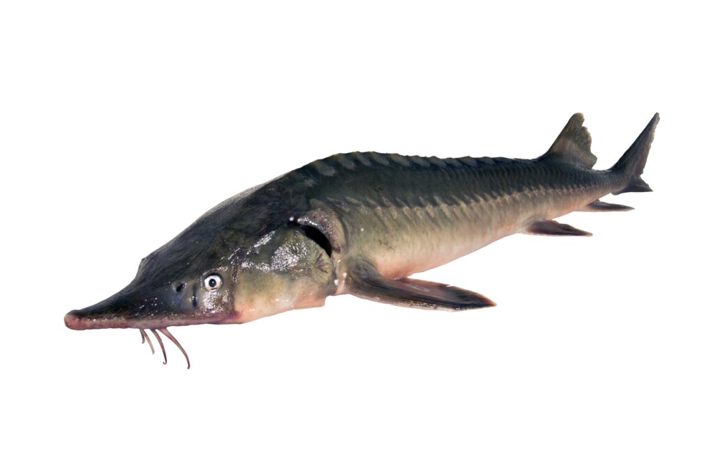 Sturgeon