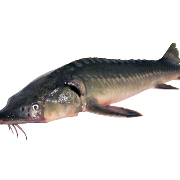 Sturgeon