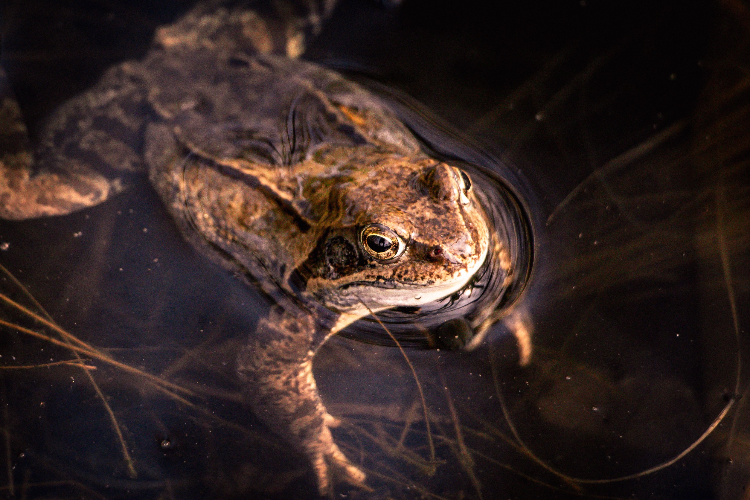 Frog in a pond