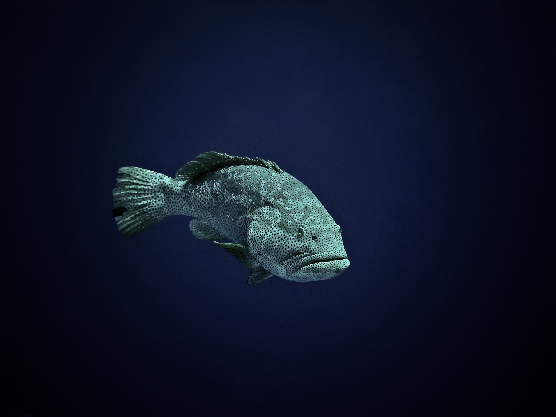 Isolated Malabar Grouper