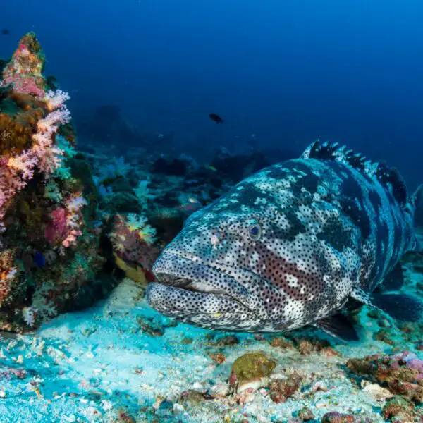 Malabar Grouper