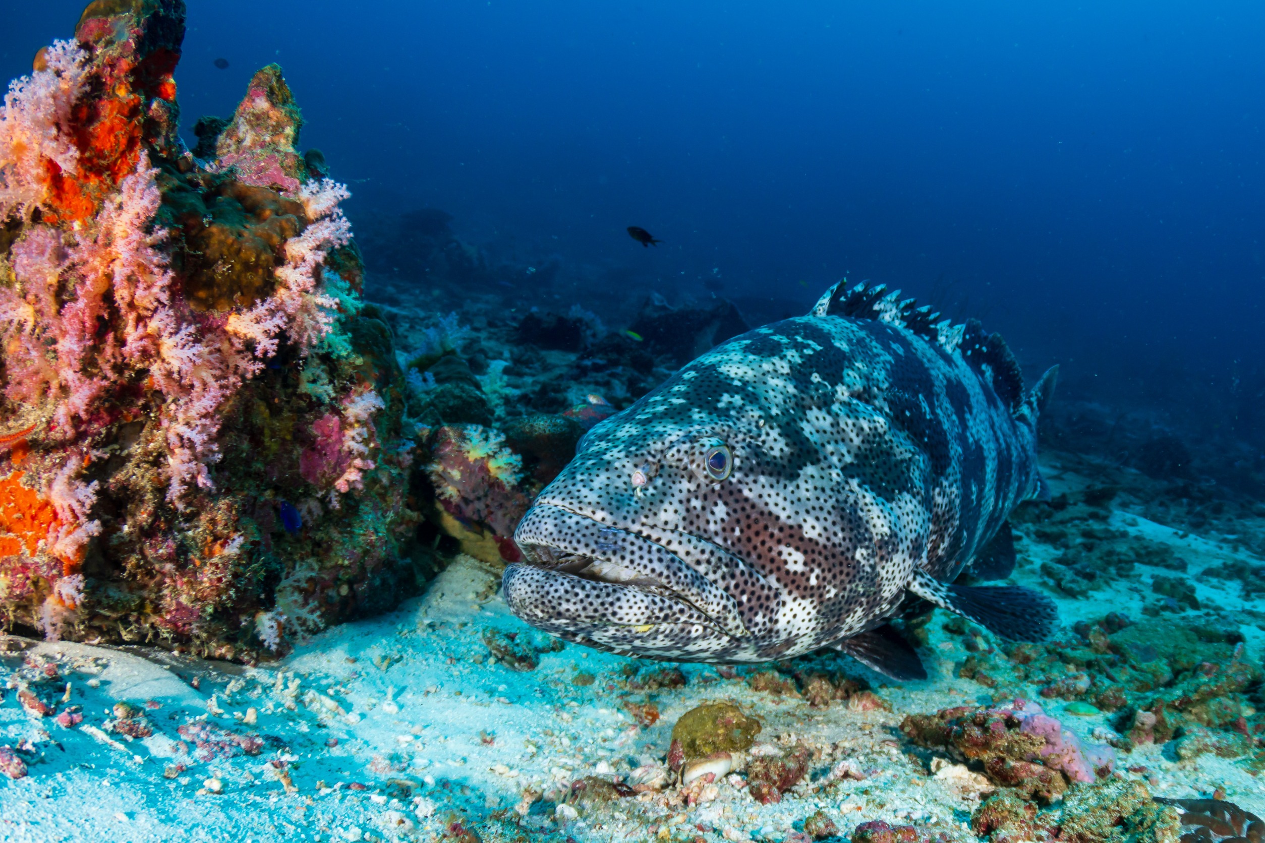 Malabar Grouper