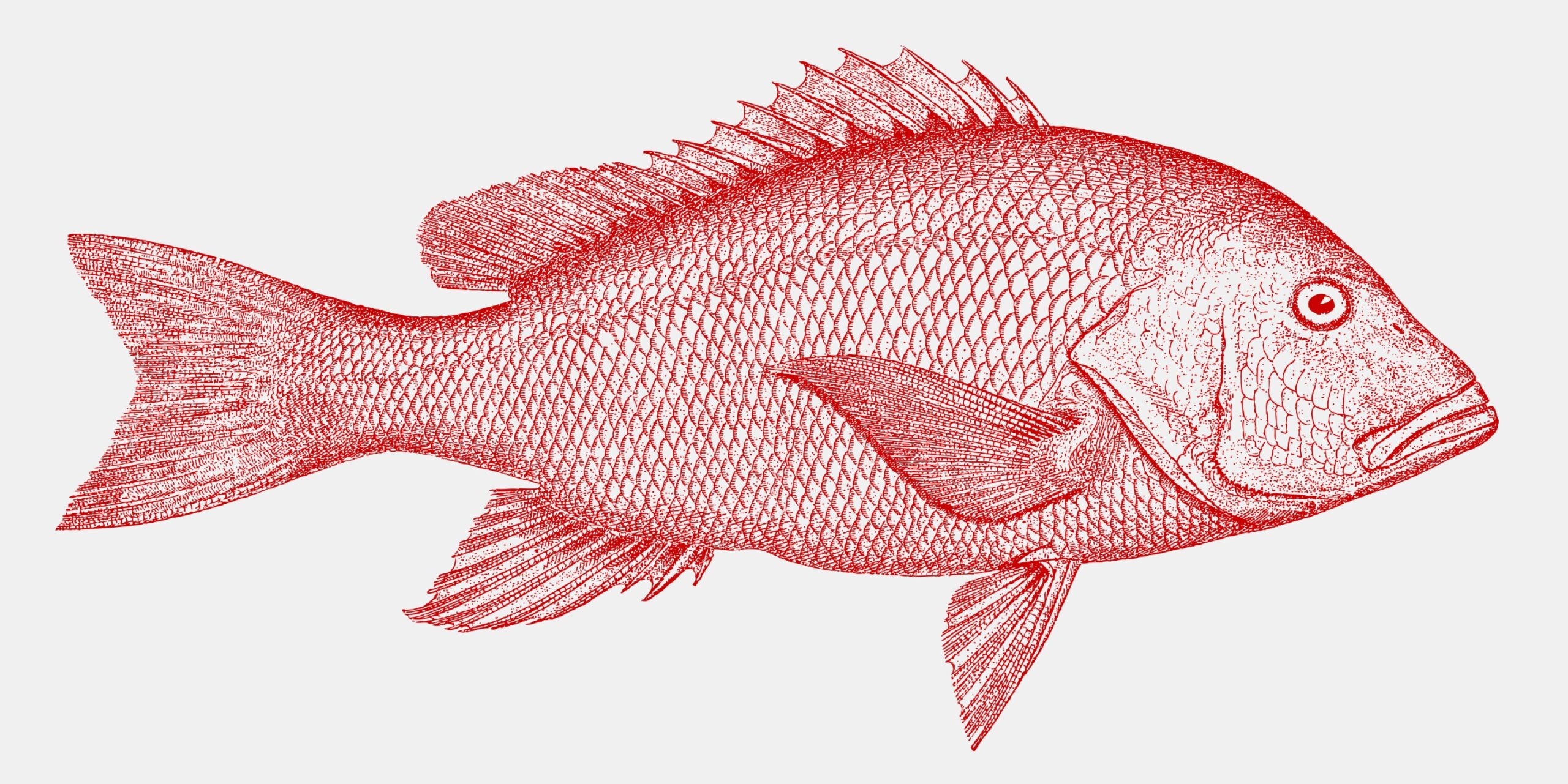 Northern Red Snapper