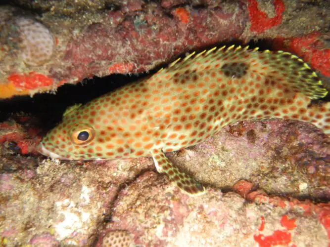 Rock Hind Grouper