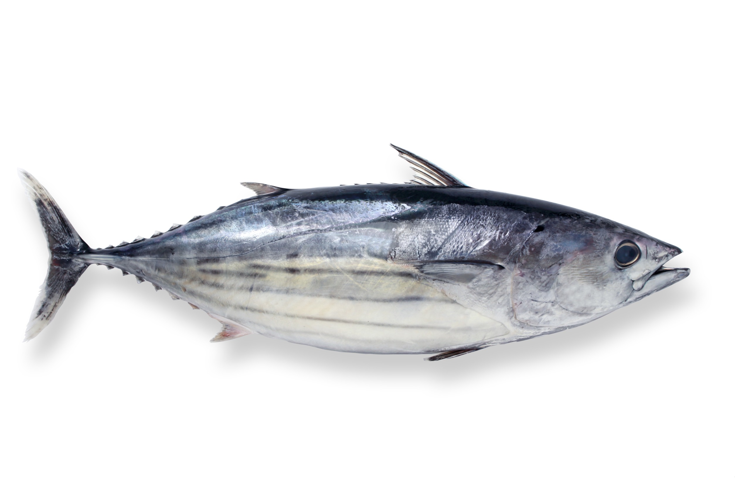 Skipjack tuna